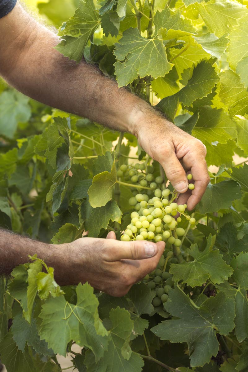 celliers_agathe_marcel_grappes_a_1000px
